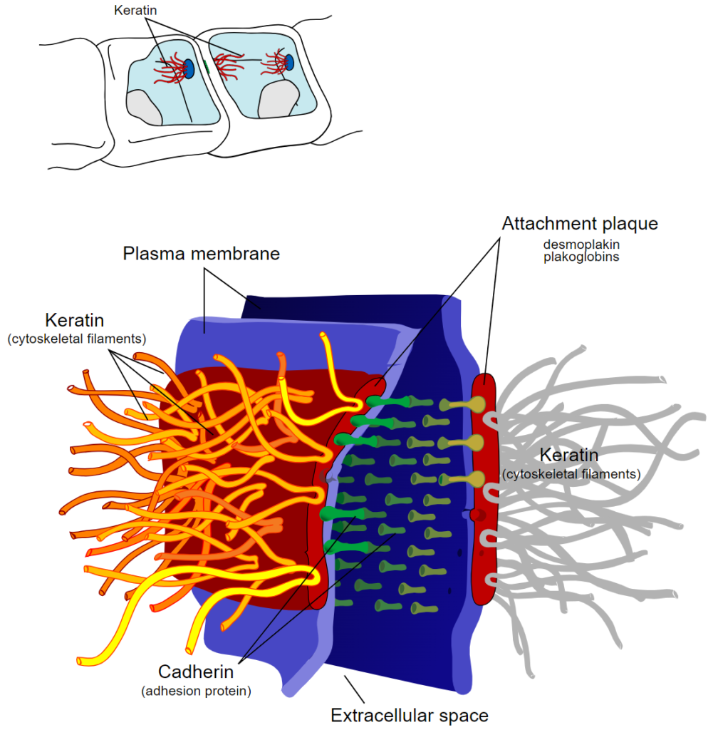 Cell Junctions Definition Types Functions Pharmacareerinsider